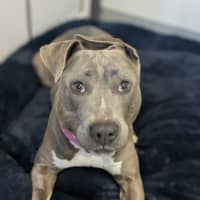 Photo of 🍇 Lyra 6376 🍇