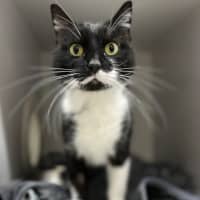 Photo of Salem