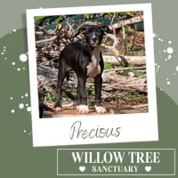 Photo of Precious 