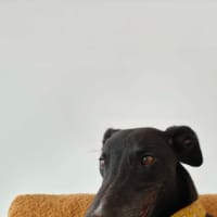 Photo of Eve, The Greyhound