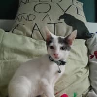 Photo of Loki