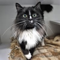 Photo of Chausette