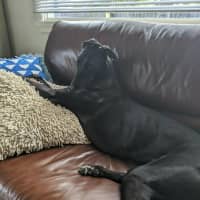 Photo of Cassie, The Greyhound