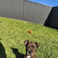Photo of Koopa