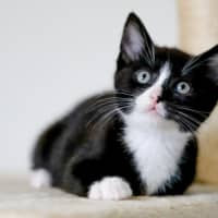 Photo of Domino