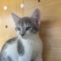 Photo of Saja