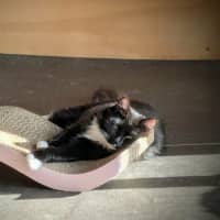 Photo of Opal *9 Lives Project Rescue*