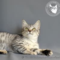 Photo of Twinkletoez