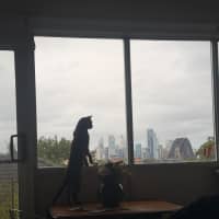 Photo of Muffin 🧁