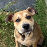 Photo of Dobby (9182)