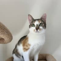 Photo of Blossom