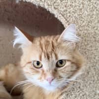 Photo of Gingerbread