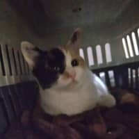 Photo of Patch