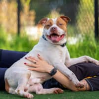 Photo of Cheezel Imp 2596