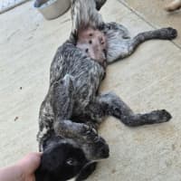 Photo of Snowy! ❄️