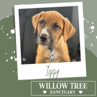Photo of Iggy