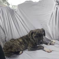 Photo of Mahogany