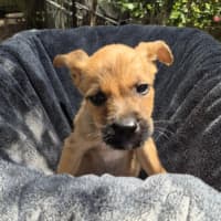 Photo of Indi