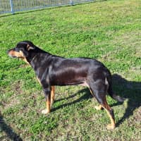 Photo of Roxy