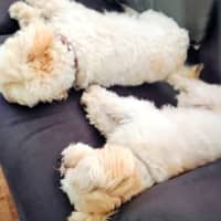 Photo of Rolly   8 Year Old Maltese X