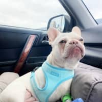 Photo of 🧚‍♀️pixie🧚‍♀️