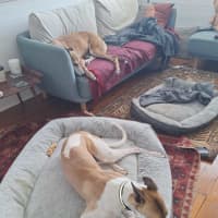 Photo of Billy, The Greyhound