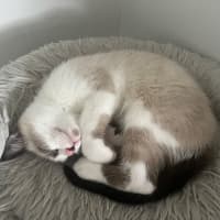 Photo of Possum 🩵🐟