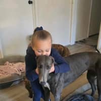 Photo of Sky The Greyhound 