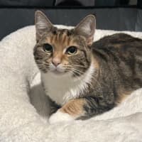 Photo of Penny