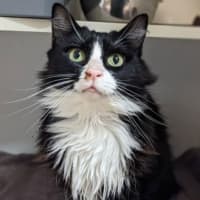 Photo of Beezulbub