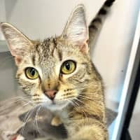 Photo of Belladonna