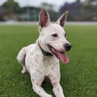 Photo of Luna