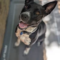 Photo of Oreo