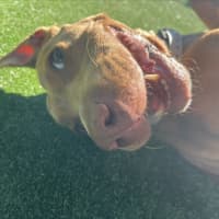 Photo of Cali Imp 1056