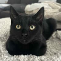 Photo of Forrest   Reduced Adoption Fee