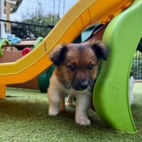 Photo of Finn   3 Month Old Fox Terrier X