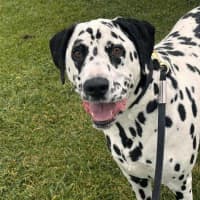 Photo of Leo (67069)