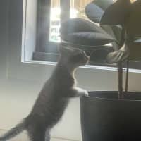 Photo of Pepper