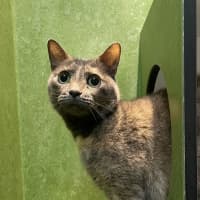 Photo of Meepy 