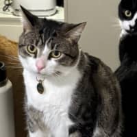 Photo of Mochi
