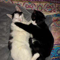 Photo of Jake & Jasper 💙