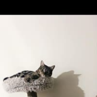 Photo of Maisie And Luna 