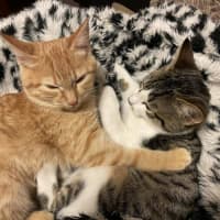 Photo of Ginger   Located In Reservoir