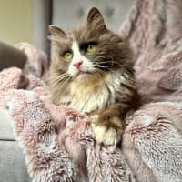 Photo of Jasper   In Foster Care In Templestowe