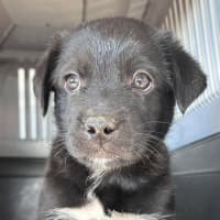 Photo of The Hawaiian Boys!