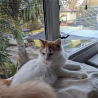 Photo of Pumpkin