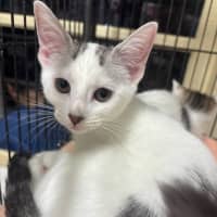 Photo of Milk Bottle