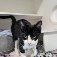 Photo of Morticia