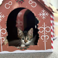 Photo of Missy Meet Me@Petstock Carrum Downs Store