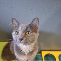 Photo of Petunia
